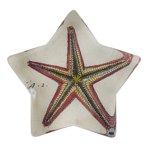 Starfish Fig. 1 - FINAL SALE
