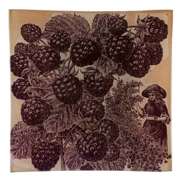 All Summer Raspberry-LAST CHANCE