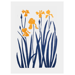 Indigo & Yellow Iris