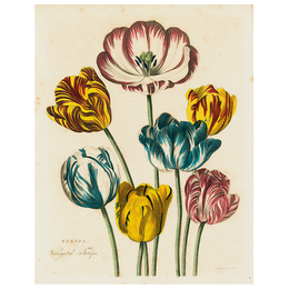 Tulips (p 22) - FINAL SALE