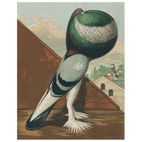 Pouter Cock Pigeon, Green (p 27)