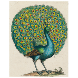 Coy Peacock (p 29)