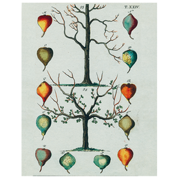 Pears, Tree (p 30)