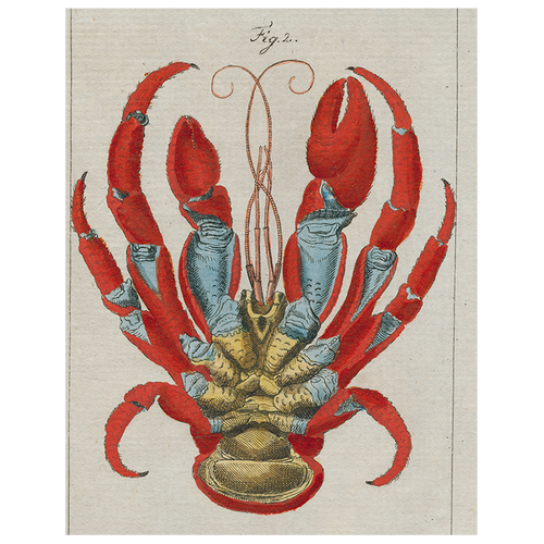 Lobster Bottom (p 36)