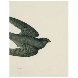 Swift Bird (Swallow) (p 46)