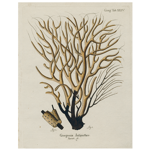 Brown Coral (p 47)