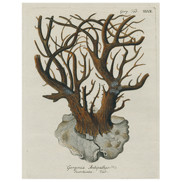 Black Coral - Gorgonia (p 48)