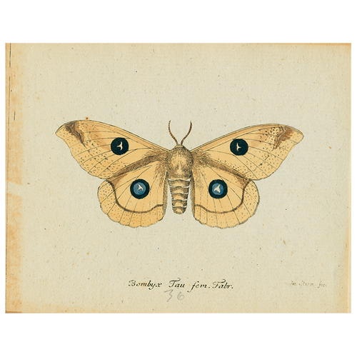 Butterfly - Bombyx (p 50)