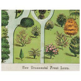 Ornamental Trees (p 60)