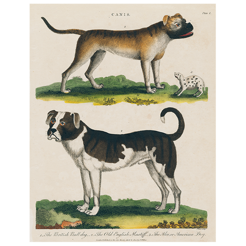 Bulldog / Mastiff (p 62)