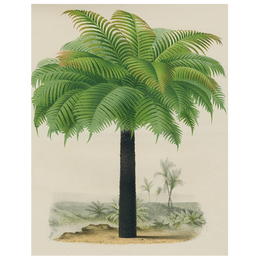 Palm (p 67)