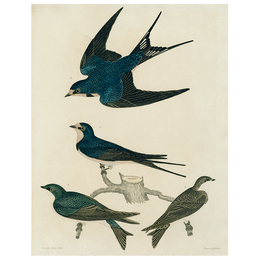 Barn Swallow (p 78)