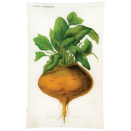 IV - Betteraves Globe Jaune (Vegetable)