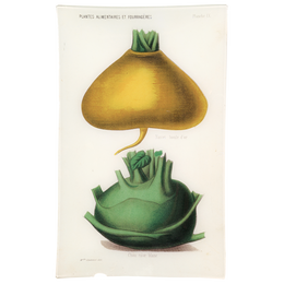 IX - Navet Chou rave Blanc (Vegetable)