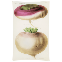 VIII - Navet a collet rouge (Vegetable)