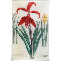 N. 652 Red Lily