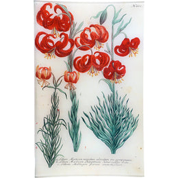 N. 660 Martagon Lily