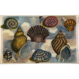 Scallop (Collage)