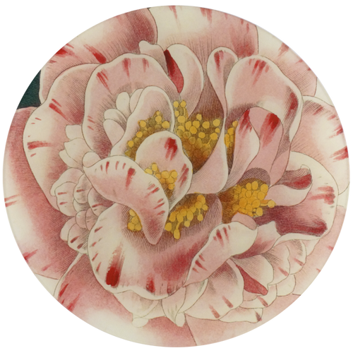 Variegated Camellia