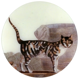 Cat on the Waterfront - LAST CHANCE