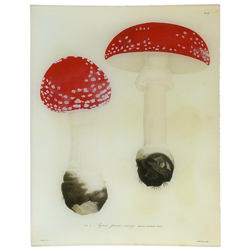 Mushrooms - Pl. 18 - FINAL SALE
