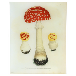 Mushrooms - Pl. 19