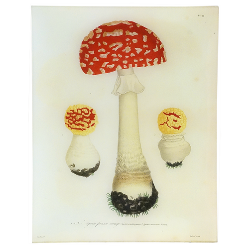 Mushrooms Pl. 19 - FINAL SALE