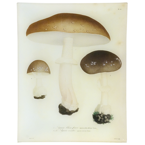 Mushrooms - Pl. 21