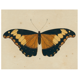 Brown Butterfly A (p 110)