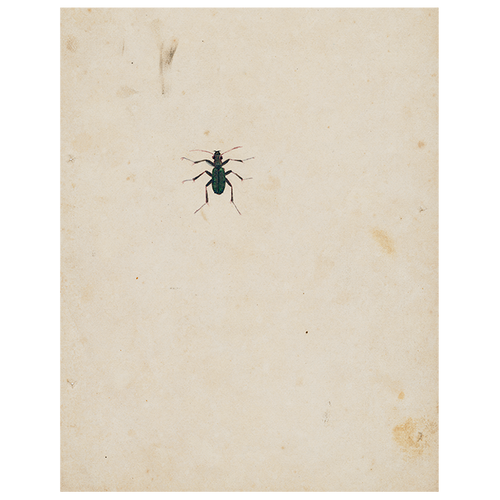 Dark Bug (p 116)