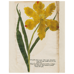 Yellow Tulip (p 122)