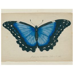 Blue Butterfly (p 125)