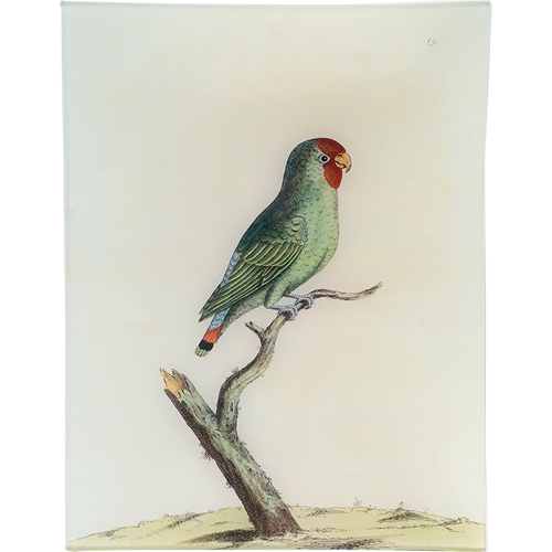 #50 - Parakeet from East India