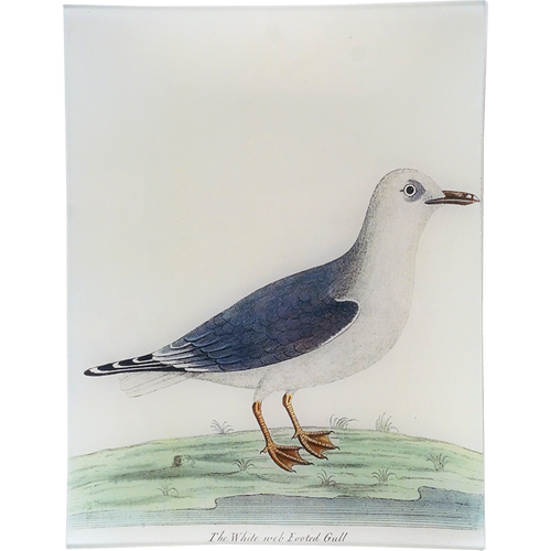 #55 - White Web Footed Gull