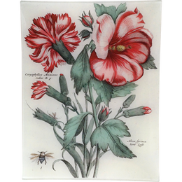 Caryophyllus Maximus