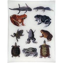 Frogs & Turtles