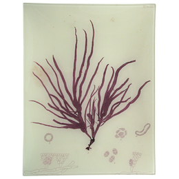 #6 Seaweed (LXXIV)