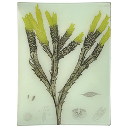 #7 Seaweed (CXXXVIII)