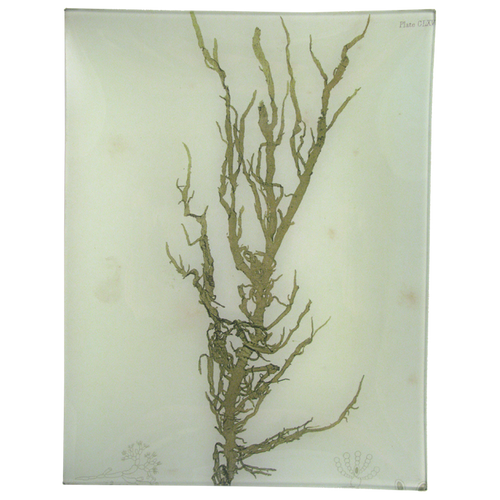 #12 Seaweed (CLXVIII)
