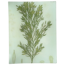 #23 Seaweed (CXXX)