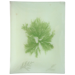 #27 Seaweed (CXCIV)