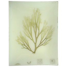 #35 Seaweed (CLVIII)