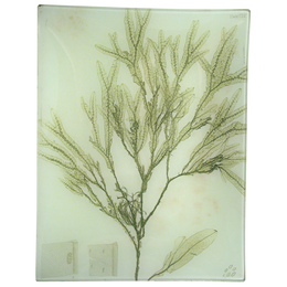#38 Seaweed (CLV)