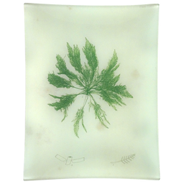 #48 Seaweed (CCXXXIV)