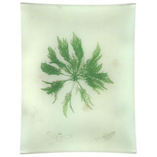 #48 Seaweed (CCXXXIV)