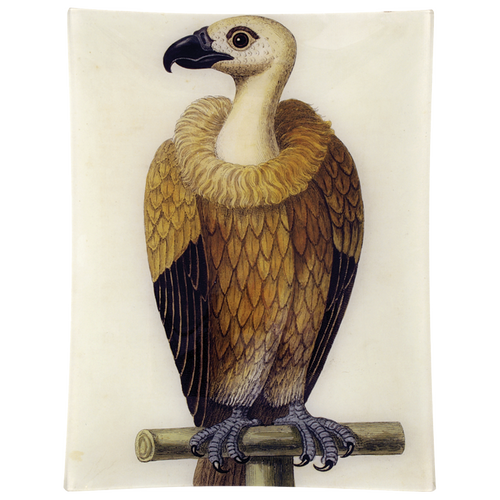 #26 - Vulture