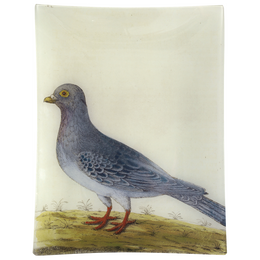 #14 - Wild Dove/Pigeon