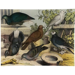 Birds XX - LAST CHANCE