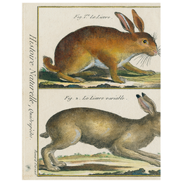 Rabbit (p 137)