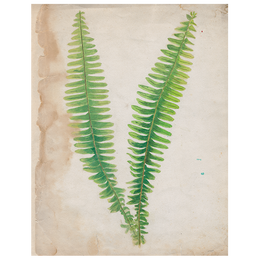 Painted Ferns (p 139)